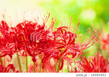 彼岸花のクローズアップ 彼岸花のクローズアップ 16084003