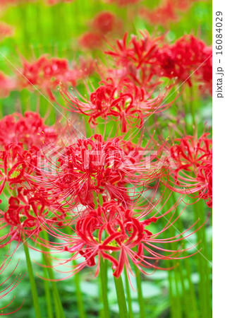 彼岸花 16084029