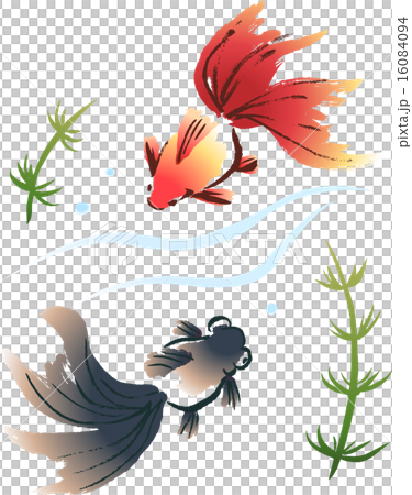 Two swimming goldfish (Red Ryugoku and Black donation) 16084094