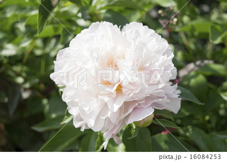 芍薬　キャサリンフォンテン 16084253