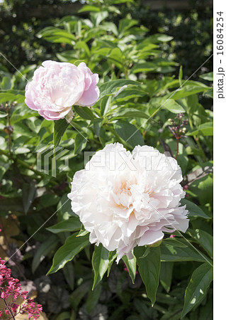 芍薬　キャサリンフォンテン 16084254