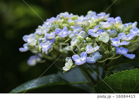 紫陽花 咲き始め 日陰の写真素材