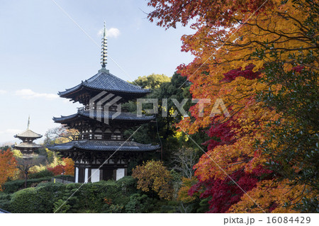 当麻寺　西南院　紅葉 16084429