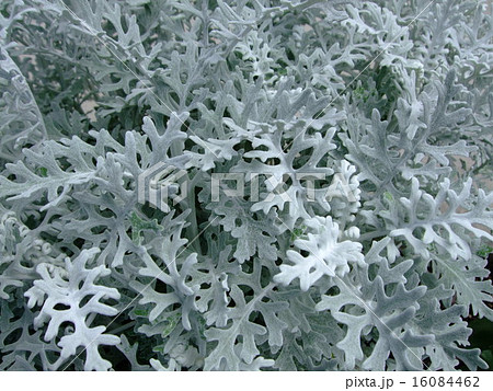白妙菊 白い葉の写真素材