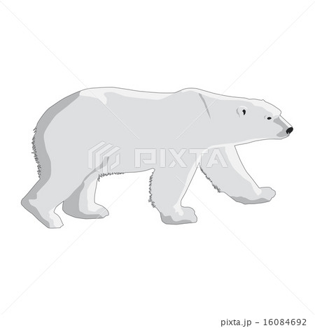 polar bear isolated on white background polar bear isolated on white background 16084692