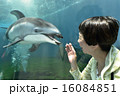 イルカとおはなし 16084851