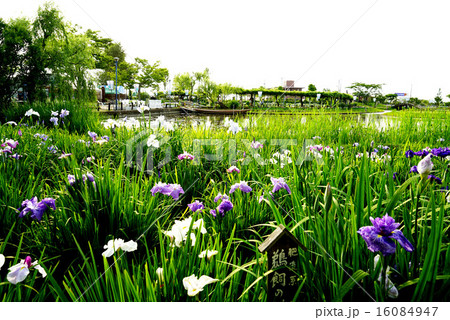 水郷佐原水生植物園 水郷佐原水生植物園 16084947