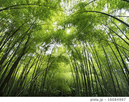 竹林 16084997