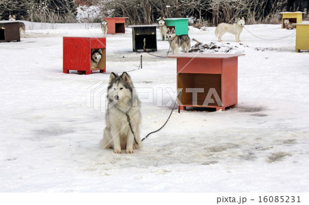 Sled dog team3 Sled dog team3 16085231
