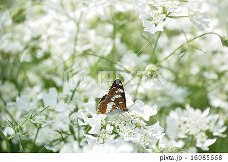 白い花オルレアにイチモンジチョウ 16085668