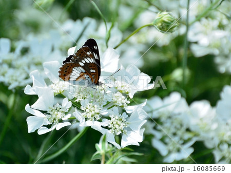 白い花オルレアにイチモンジチョウ 白い花オルレアにイチモンジチョウ 16085669