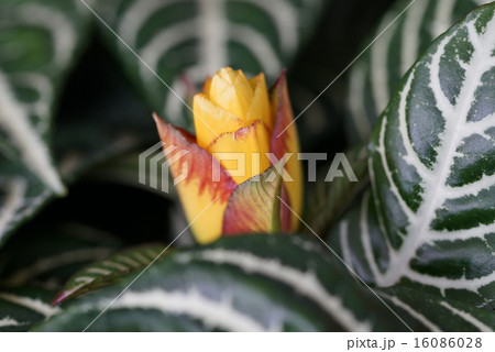 ダ二ア ダ二ア 16086028