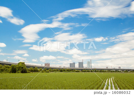 見沼田んぼとさいたま新都心 初夏 見沼田んぼとさいたま新都心 初夏 16086032
