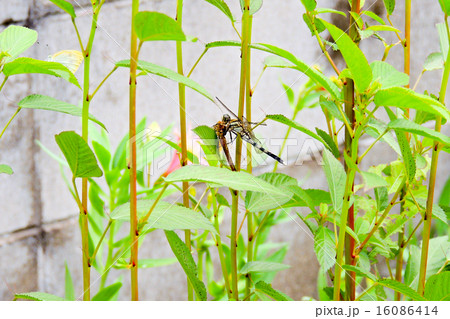 トンボ 16086414