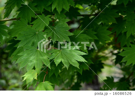 ハウチワカエデ 16086526