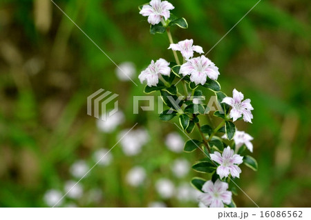 ハクチョウゲ 16086562