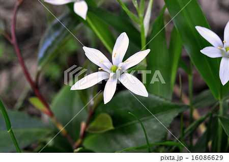 オオアマナ オオアマナ 16086629