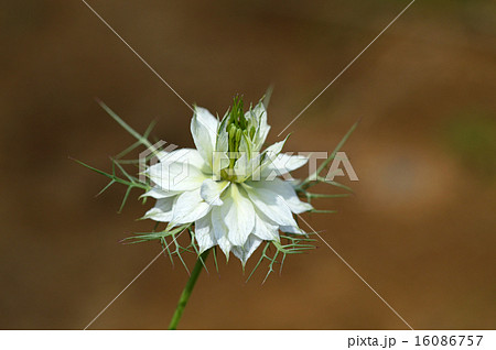 クロタネソウ（黒種草） 16086757