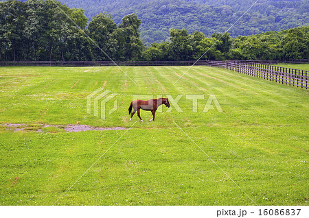 ビッグレッドファームの風景 16086837
