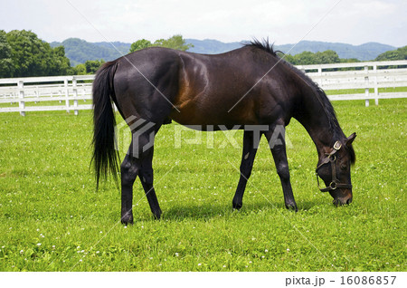 ビッグレッドファームの風景 16086857