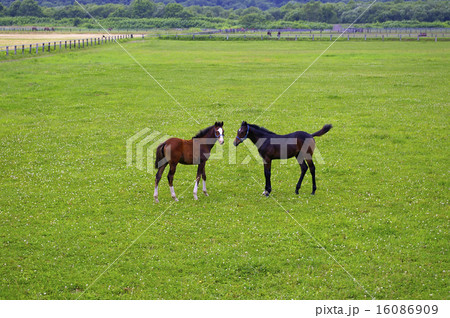 サラブレッド銀座の光景 16086909
