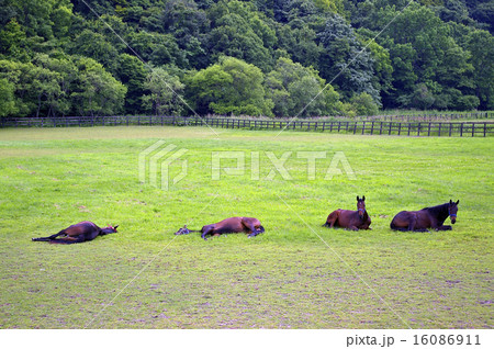 サラブレッド銀座の光景 16086911