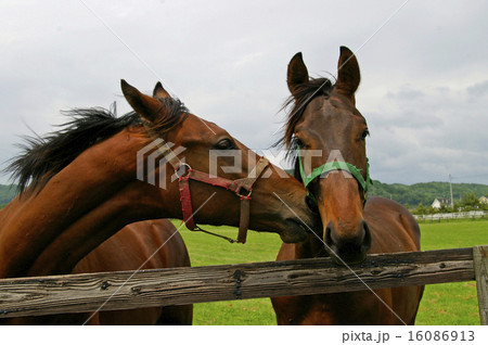 サラブレッド銀座の光景 サラブレッド銀座の光景 16086913