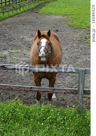 サラブレッド銀座の光景 16086920