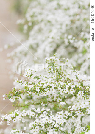 ユキヤナギ ユキヤナギ 16087040