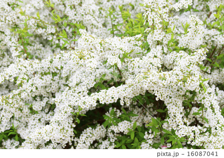ユキヤナギ 16087041
