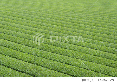 嬉野茶畑 16087129