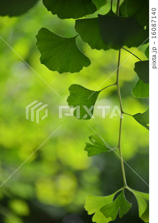 グリーンの銀杏の葉　permingM写真素材 16087140