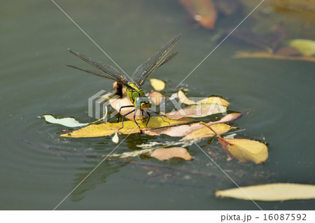 トンボの産卵 16087592