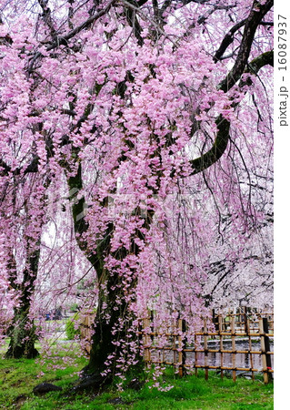桜 16087937