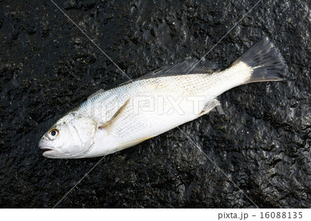 イシモチ 16088135