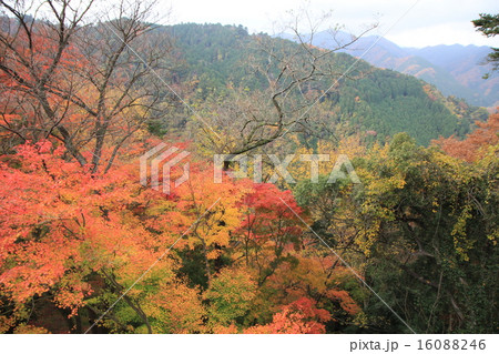 高尾山 16088246