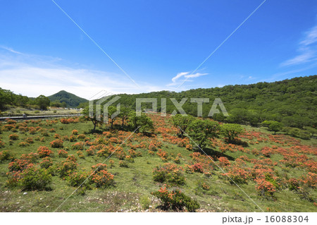 白樺牧場のレンゲツツジ２ 16088304