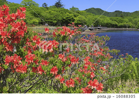 覚満淵のレンゲツツジ2 覚満淵のレンゲツツジ2 16088305