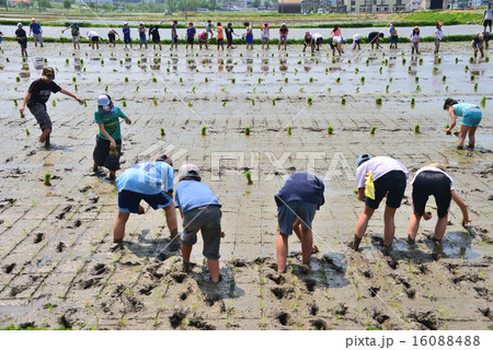 農業体験「田植え」 農業体験「田植え」 16088488