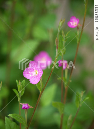 アカバナユウゲショウ 16088555