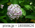 あじさいの花 16088626