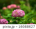 あじさいの花 16088627