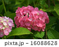 あじさいの花 16088628