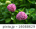 あじさいの花 16088629
