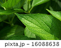 緑の葉 16088638