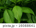 緑の葉 16088641
