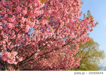 桜満開 桜満開 16088644