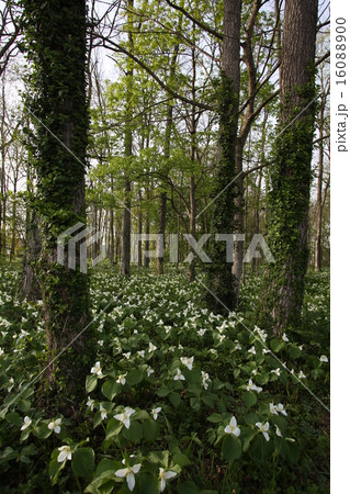 オオバナノエンレイソウ 16088900