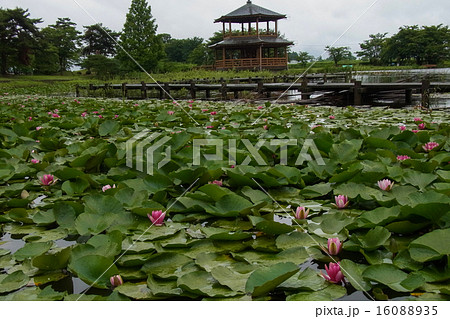 矢吹町 大池公園 矢吹町 大池公園 16088935