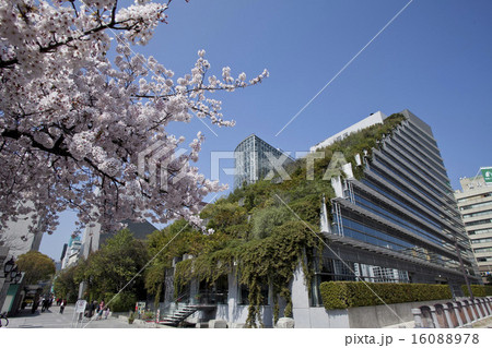 アクロス福岡と桜 アクロス福岡と桜 16088978